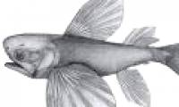 Discover the oldest flying fish in the world in China