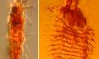 Discover the oldest insect in the world