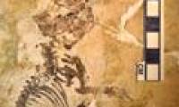 Discover the oldest mammal