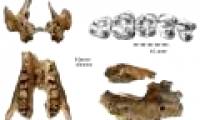Discover the oldest of the elephants