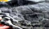 Discover the oldest turtle fossil in the world