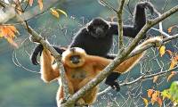 Discover the pair of apes of the rarest primate species in the world