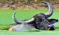 Discover the secret of the water buffalo