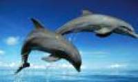 Discover the shocking memory of animals