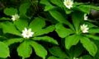 Discover the tree with the largest set of genes