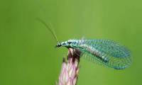 Discover the uniqueness of vein-winged insects