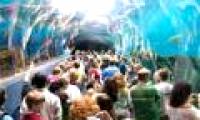 Discover the world's largest aquarium