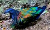 Discover the world's most exotic pigeon