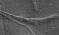 Discover the world's oldest animal sperm in Antarctica