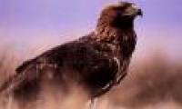 Discover the world's oldest wild golden eagle