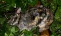Discover the world's rarest rabbits in Vietnam