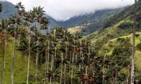 Discover the world's tallest monocotyledonous plant