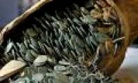 Discover treasure 600 kg of coins in Spanish park