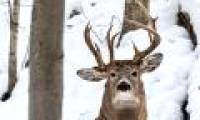 Discover unique horns in the United States