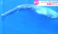 Discovered 1,000 creatures living in whale sharks in Japan