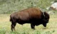 Discovered 1,000-year wild boar hunting locations in the United States