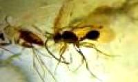 Discovered 23 million-year-old insect fossils