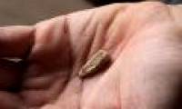 Discovered 560,000-year-old milk teeth of ancient people