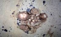 Discovered a 300-year-old sponge garden 15km2 wide on the seabed
