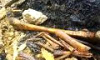 Discovered a large amount of medieval human bones under the road in England