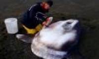 Discovered a new giant moonfish, weighing up to 2 tons