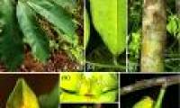 Discovered a new plant species in Hon Ba-Khanh Hoa nature reserve