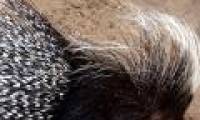 Discovered a new porcupine that lives on trees in Brazil