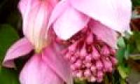 Discovered a new rare flowering plant in Fiji
