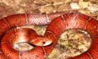 Discovered a new red snake species in Cambodia