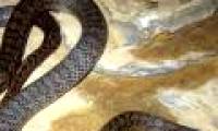 Discovered a new snake species in Vietnam