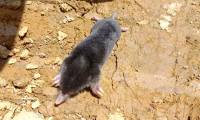 Discovered a new species of mole in the Central Highlands