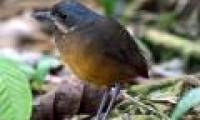 Discovered a new 'super shy' bird in Colombia