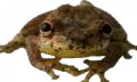 Discovered a special frog species that sounds like ... goat
