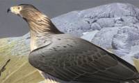 Discovered a species of 'monster bird' that specializes in eating giant birds