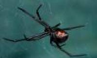 Discovered a strange virus that carries the gene of the black spider