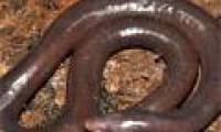 Discovered an exotic snake hybrid worm in Cambodia