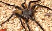 Discovered an extremely rare giant 8-eye spider in Mexico