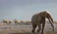 Discovered ancient elephant footprints