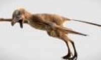 Discovered bat-like dinosaurs in China