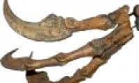 Discovered belly belly dinosaur bones