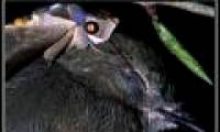 Discovered butterflies drink bird tears