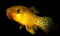 Discovered fish live in contaminated water 1,000 times