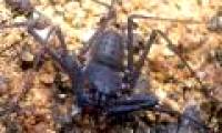 Discovered four new scorpion species in Indonesia