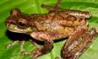 Discovered frog species extinct 20 years ago