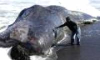 Discovered giant whale fish drifting to the US coast