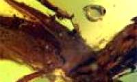 Discovered grasshoppers live 20 million years ago