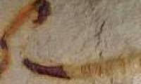 Discovered intestinal fossils 550 million years old