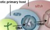 Discovered mechanisms for plants to have four different genotypes