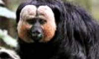 Discovered new 5 species of