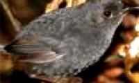 Discovered new birds in Brazil